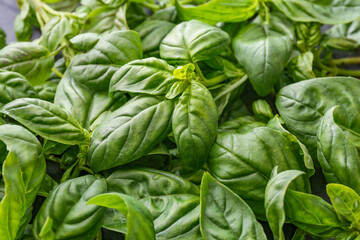 Fresh green basil as background
