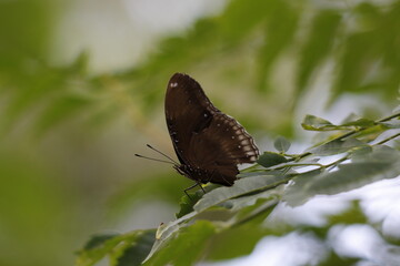西表島のルリタテハ