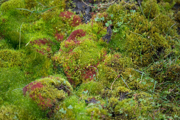 Ground covered with green moss. Arctic summer on Spitsbergen.