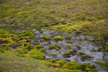 Ground covered with green moss and water. Wet tundra. Arctic summer on Spitsbergen.