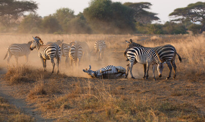 Fototapeta na wymiar A heard of Zebra (Equus quagga) in the later afternoon rolling in the red dirt of Kenya.