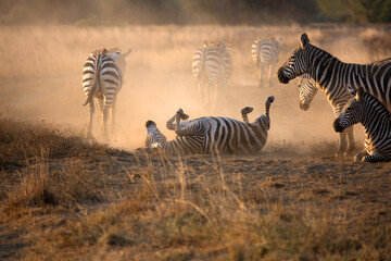 Obraz premium A heard of Zebra (Equus quagga) in the later afternoon rolling in the red dirt of Kenya.