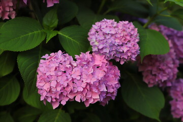 ピンク色のアジサイの花