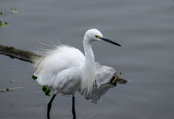 A Great Egret in a lake, Rajasthan, India