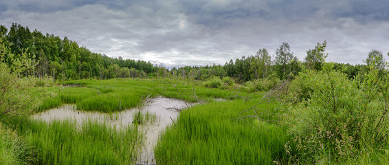 Panorama of forest swamps densely overgrown with vegetation with the trunks of dead trees and open bogs on a cloudy day