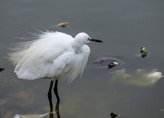 A Great Egret in a lake, Rajasthan, India