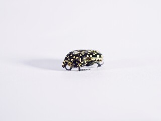 Yellow spotted rose beetle Oxythyrea funesta dead on White background.