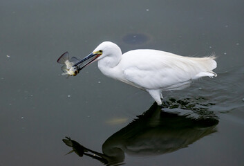 Great egret catching a fish, Rajasthan, India