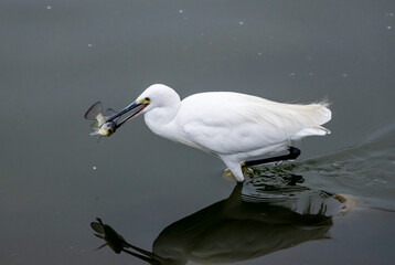 Great egret catching a fish, Rajasthan, India