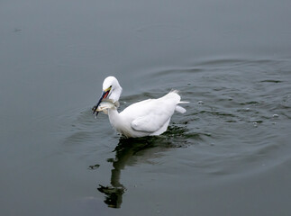 Great egret catching a fish, Rajasthan, India
