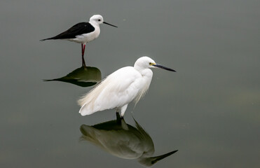 Great egret and Black Winged Stilt in a lake, India