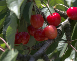 cherries on a branch of a cherry tree