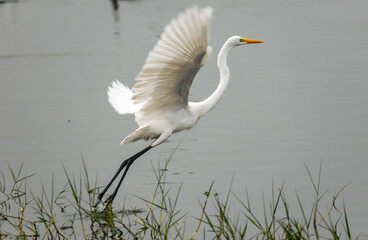 A Great Egret in flight over a lake, Rajasthan, India