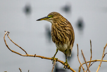 Indian pond heron (Ardeola grayii),  Rajasthan, India