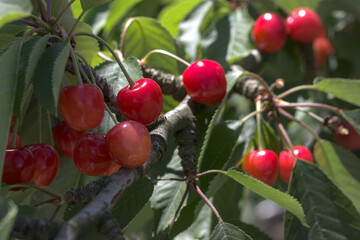 Cherries on a branch with green leaves