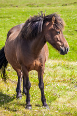 Obraz na płótnie Canvas Portrait of a thoroughbred horse
