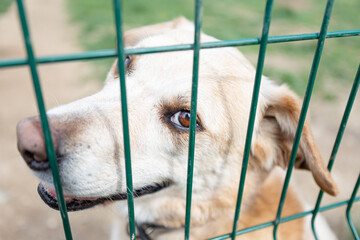 Labrador sitzt hinter einem Zaun und schaut in die Kamera