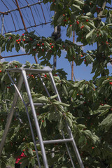 cherry tree with ladder for cherry picking