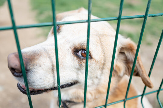 Labrador sitzt hinter einem Zaun und schaut in die Kamera