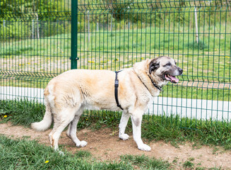 Kangal Hündin steht auf Wiese und schaut durch einen Zaun