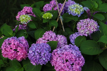 ピンク色と紫色などのアジサイの花
