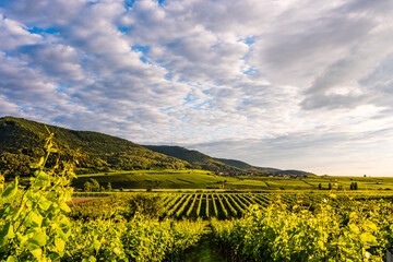 vineyard in germany