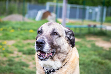Kangal Hündin lächelt in die Kamera