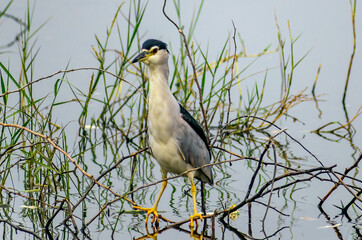 A  white breasted waterhen in a lake, India