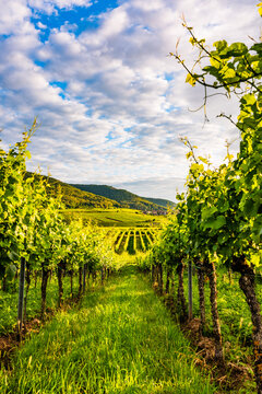 vineyard in germany, palatinate