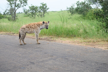 Portrait of a spotted hyaena (Crocuta crocuta) relaxing on a road in the Kruger National Park, South Africa.