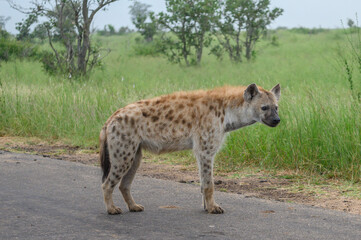Portrait of a spotted hyaena (Crocuta crocuta) relaxing on a road in the Kruger National Park,...