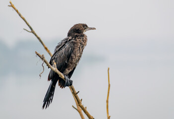 Flightless cormorants on a lake in India