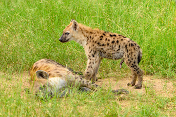 Portrait of a spotted hyaena (Crocuta crocuta) relaxing on a road in the Kruger National Park, South Africa.