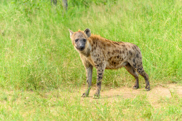 Portrait of a spotted hyaena (Crocuta crocuta) relaxing on a road in the Kruger National Park, South Africa.