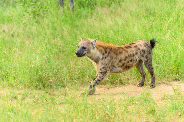 Portrait of a spotted hyaena (Crocuta crocuta) relaxing on a road in the Kruger National Park,...