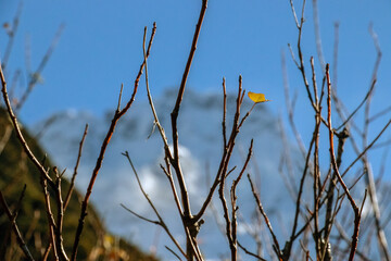 Blurred snow mountain in mount cook in new zealand with branches foreground. The focus is on the branches in the front. Shallow depth of field.