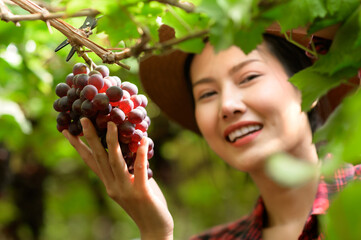 Girl with scissors and hat, who is picking black grapes