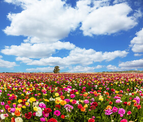 Fototapeta na wymiar Th fields of flowering garden buttercups