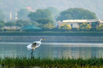 A Great Egret in flight over a lake, Rajasthan, India