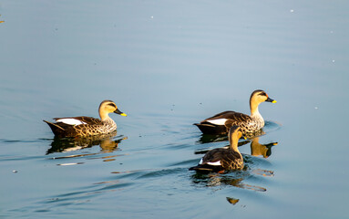 Ducks swimming in a lake in India