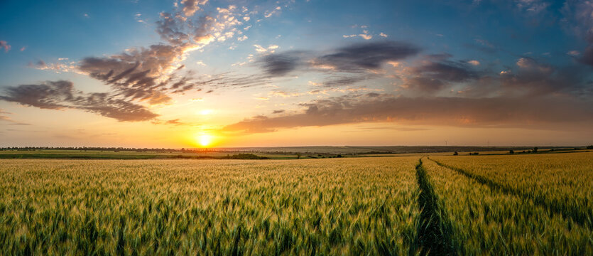 Summer agricultural landscape with wheat field and clouds on beautiful evening, farmland panorama view