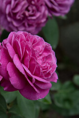 Obraz premium Large, fully opened flowers of the rose. An intense pink color. Postcard, background, texture.