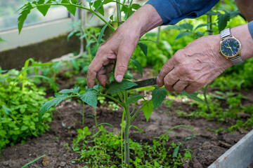 men adult pinch and remove suckers on tomato plant
