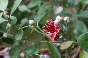 A close-up of a red flower on a feijoa tree. Space for text.