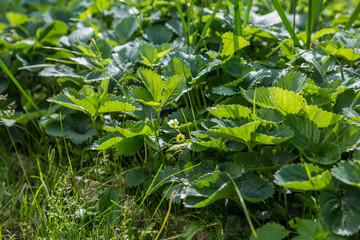 Strawberry berries are ripened on strawberry bush in the garden in the ground