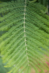 Fern leaf close-up. Natural geometry. Postcard, background, texture.