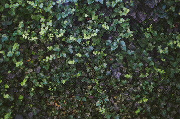 background wall of ivy for writing close-up texts horizontally