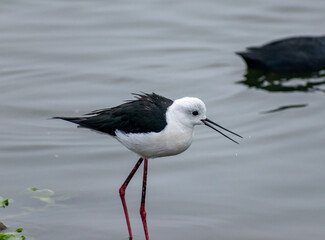Black Winged Stilt in a lake, India