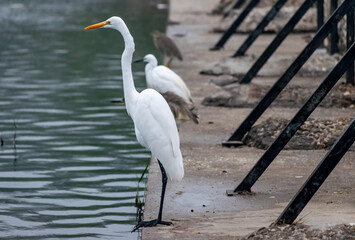 Great egret, Bharatpur Bird Sanctuary