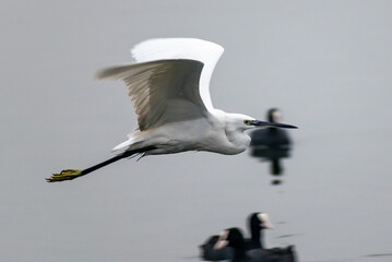 A Great Egret in flight over a lake, Rajasthan, India